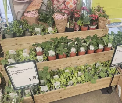 Blumenregal Blumentreppe Echtholz fahrbar mit 3 Anstauwannen Neuware (8 Stück verfügbar)