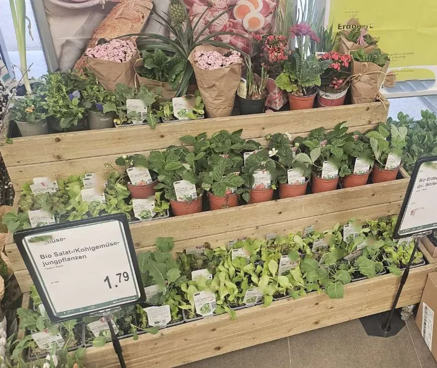 Blumenregal Blumentreppe Echtholz fahrbar mit 3 Anstauwannen Neuware (8 Stück verfügbar)